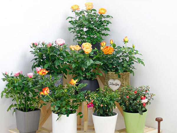 组合花卉 (2)