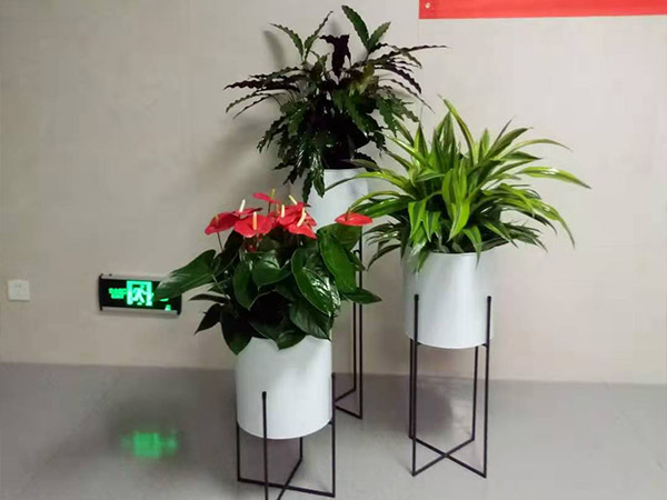 组合花卉 (4)