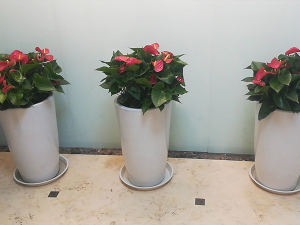 组合花卉 (3)
