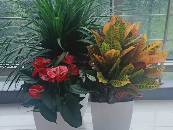 组合花卉 (5)