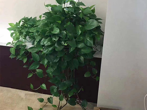 绿萝